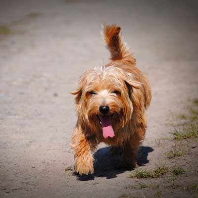 Norfolk Terrier