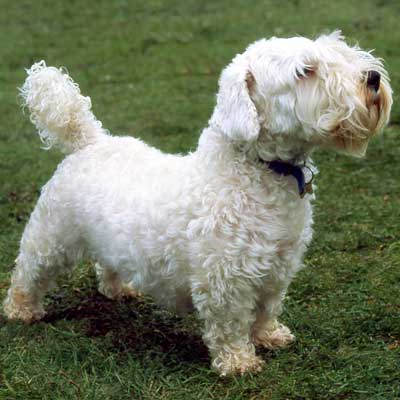 Sealyham Terrier