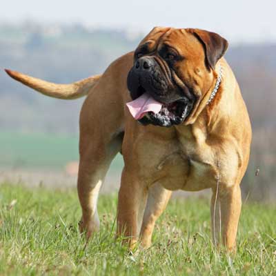 Bullmastiff