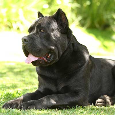 Cane Corso