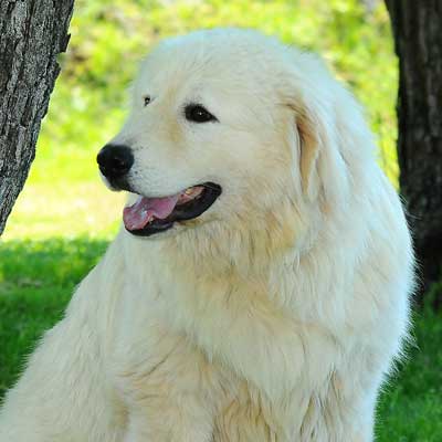 Cane Da Pastore Maremmano Abruzzese