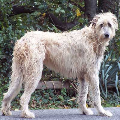 Irish Wolfhound