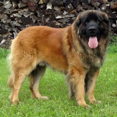 Leonberger