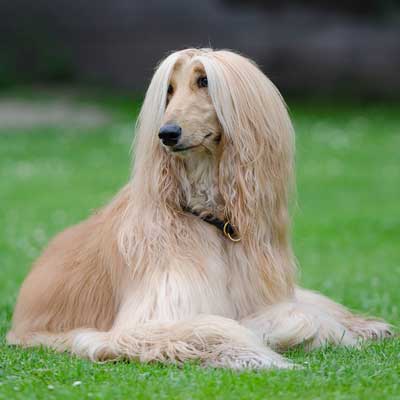 Afghan Hound