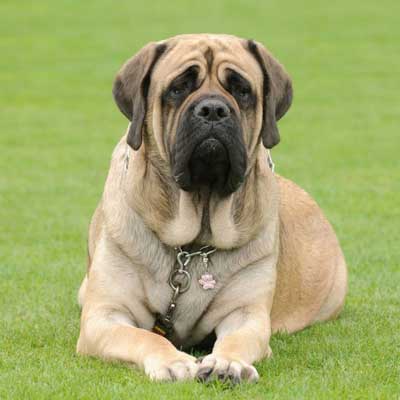 Mastiff