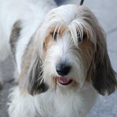 Petit Basset Griffon Vendeen