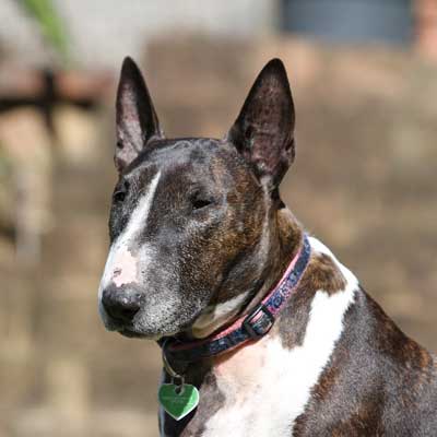 Bull Terrier Inglese Taglia Normale