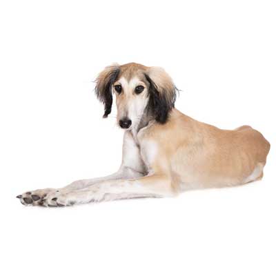 Saluki