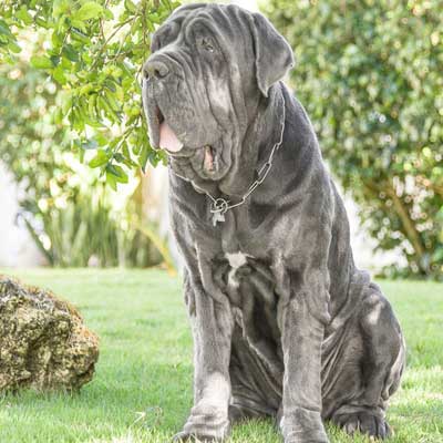 Mastino Napoletano