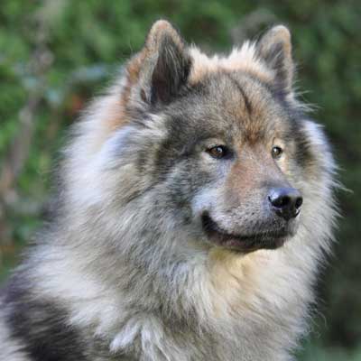 Eurasier