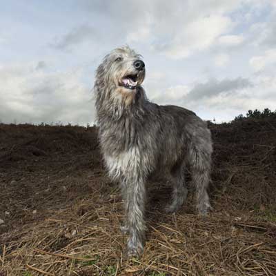 Deerhound