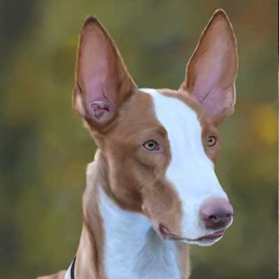 Podenco Ibicenco