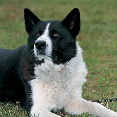 Cane Da Orso Della Carelia