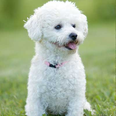 Bichon A Poil Frise