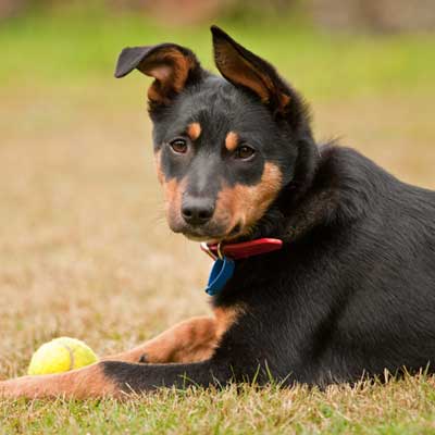 Cane Da Pastore Australiano Kelpie