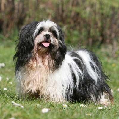 Lhasa Apso