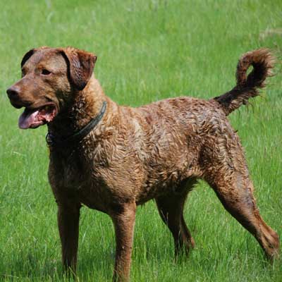 Chesapeake Bay Retriever