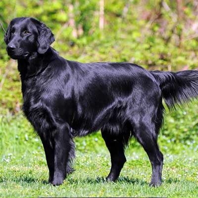 Flat-Coated Retriever