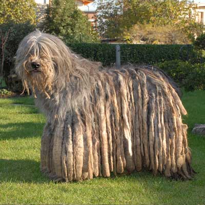 Cane Da Pastore Bergamasco