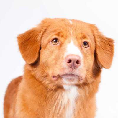 Nova Scotia Duck Tolling Retriever