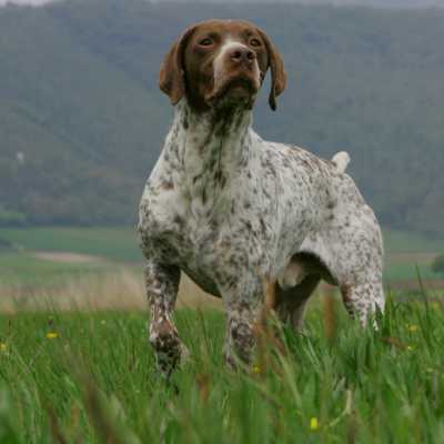 Bracco Francese Tipo Pirenei