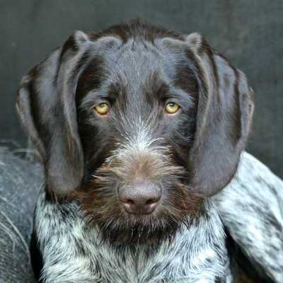 Cane Da Ferma Tedesco A Pelo Duro