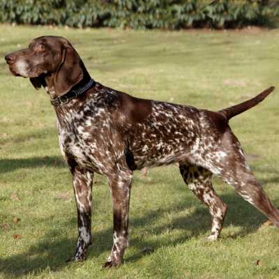 Cane Da Ferma Tedesco A Pelo Corto