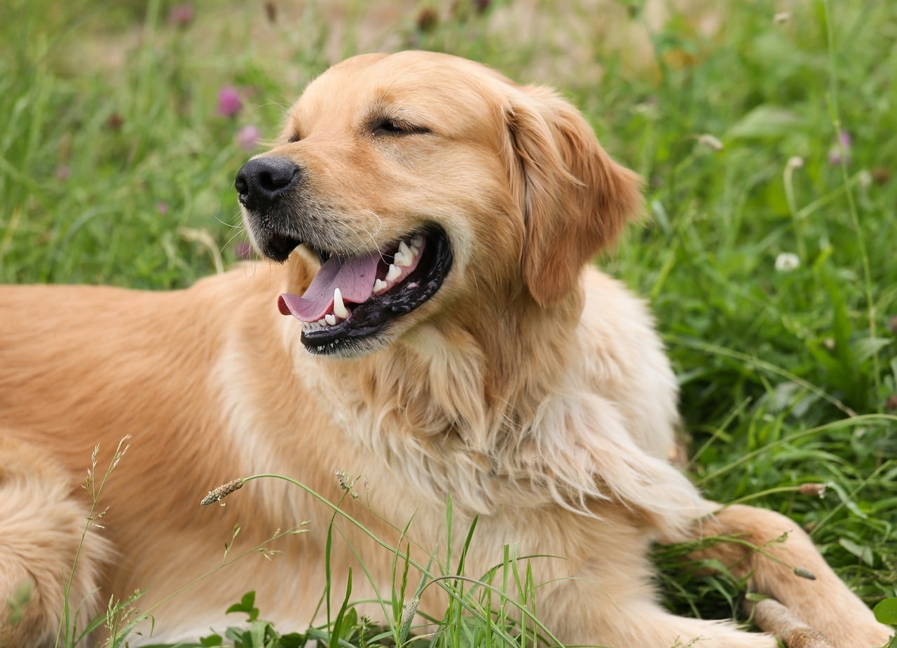 il Golden Retriever