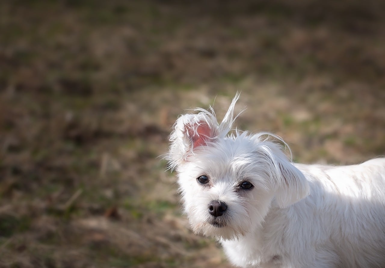 il maltese