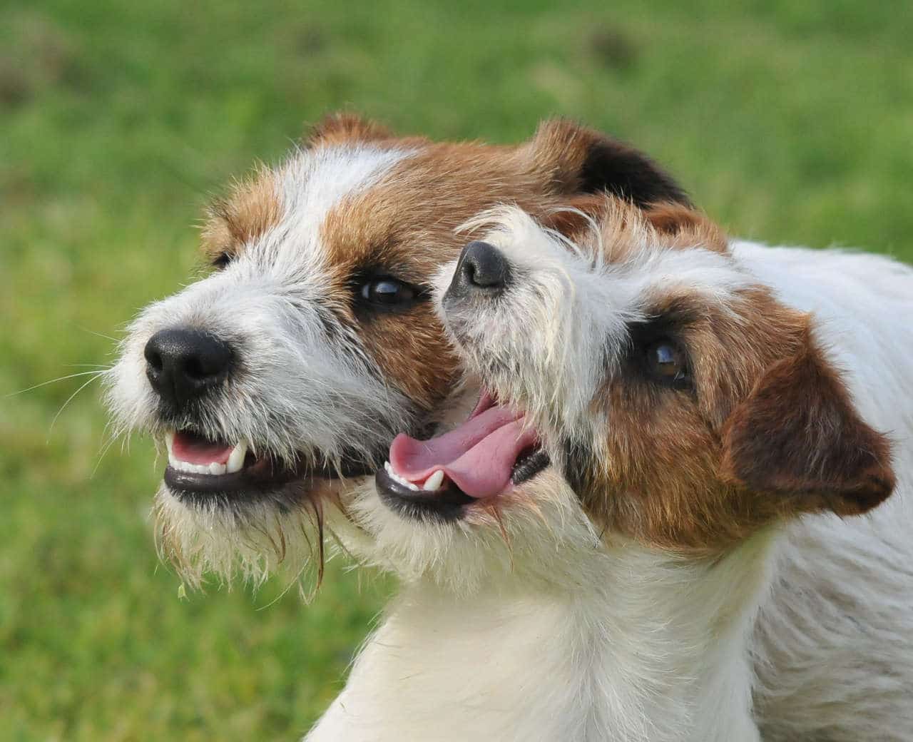 il Jack Russell Terrier
