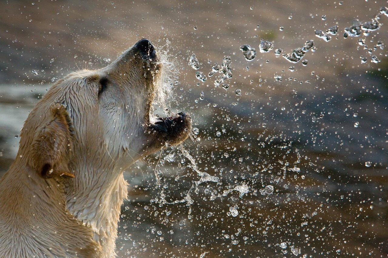 il Labrador Retriever