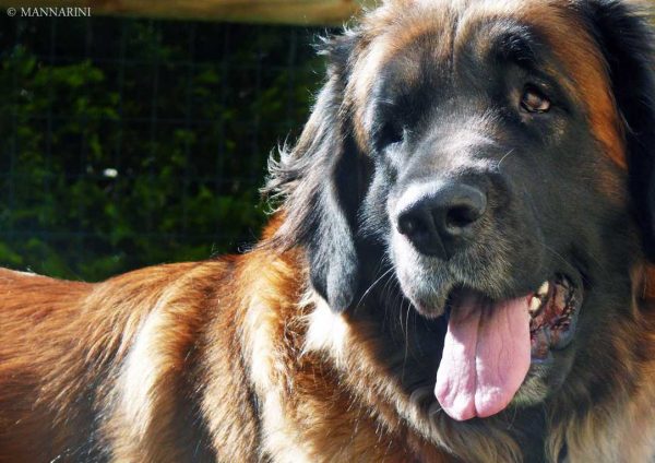 il Leonberger