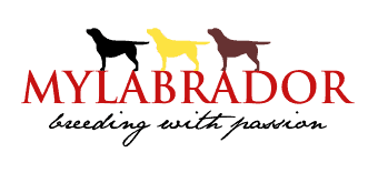 Mylabrador’s