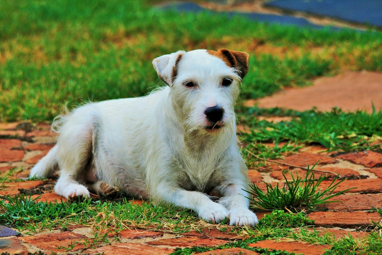 il Parson Russell Terrier