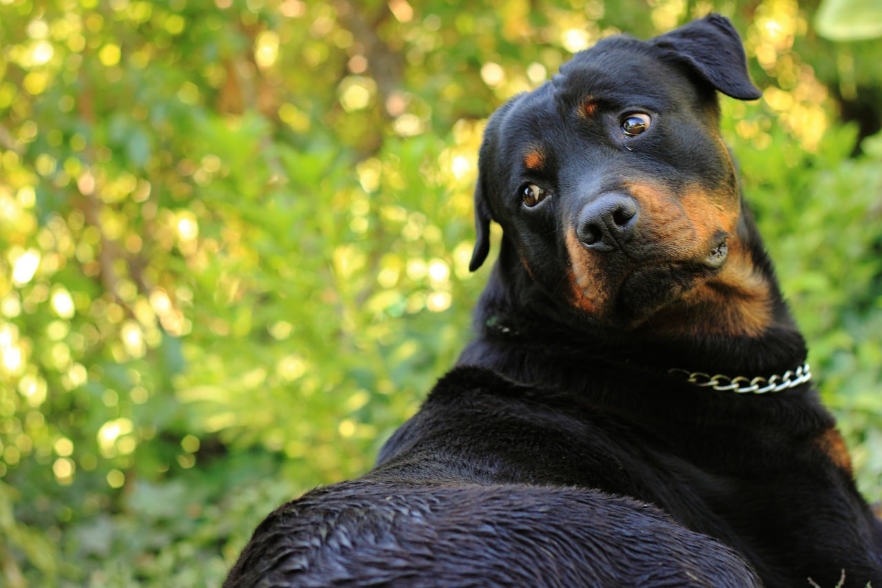 il Rottweiler