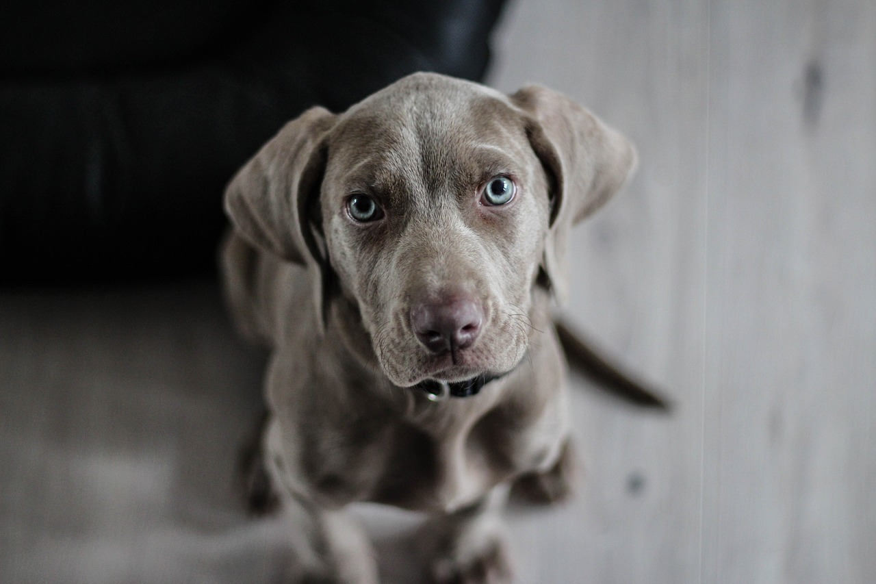 weimaraner