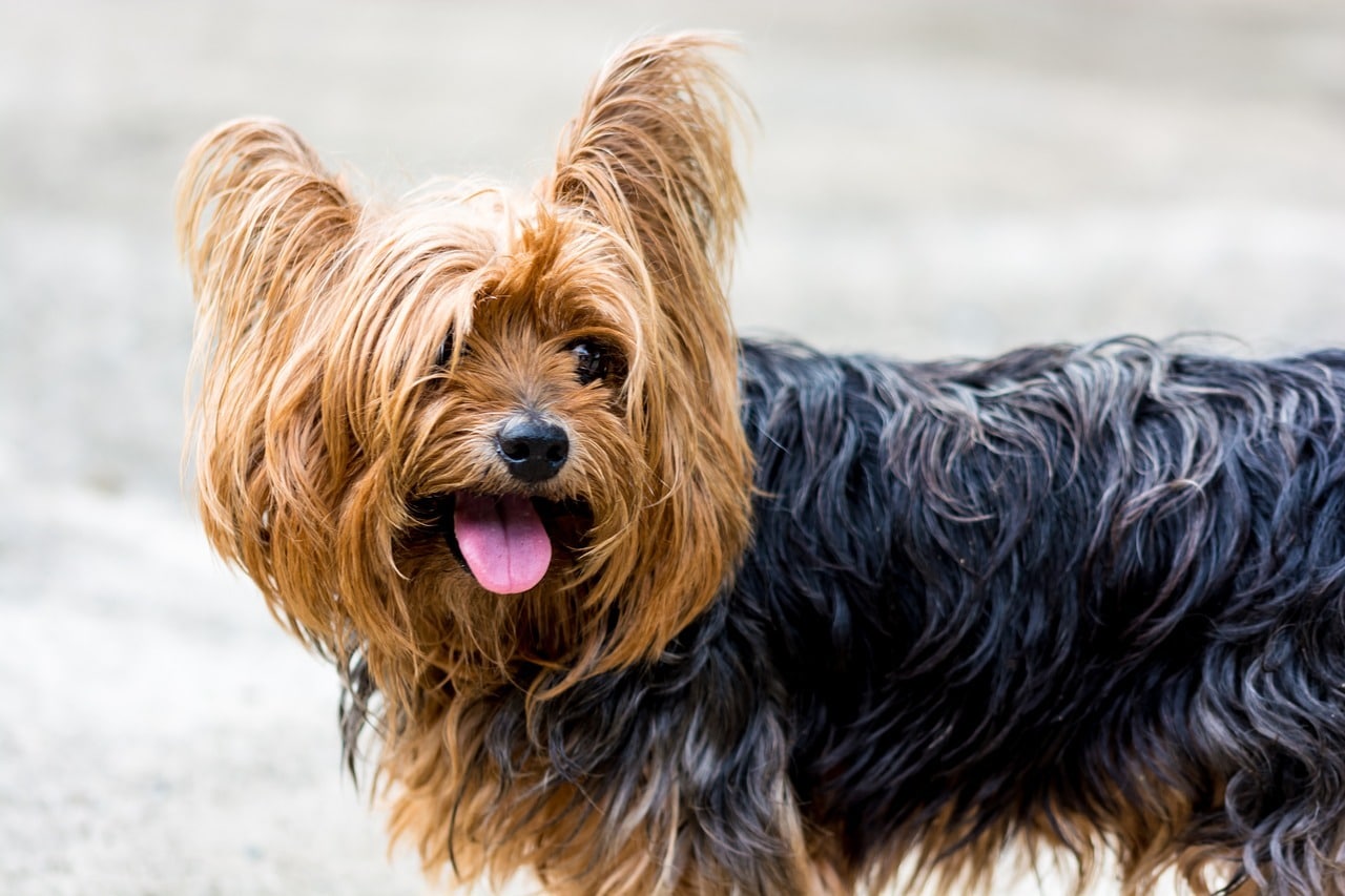 lo Yorkshire Terrier