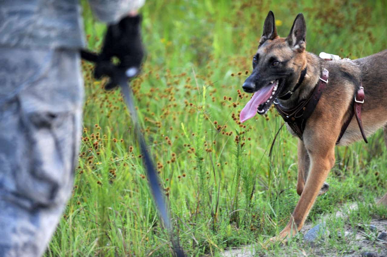 Cani antibracconaggio