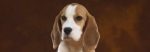 il beagle - cucciolo