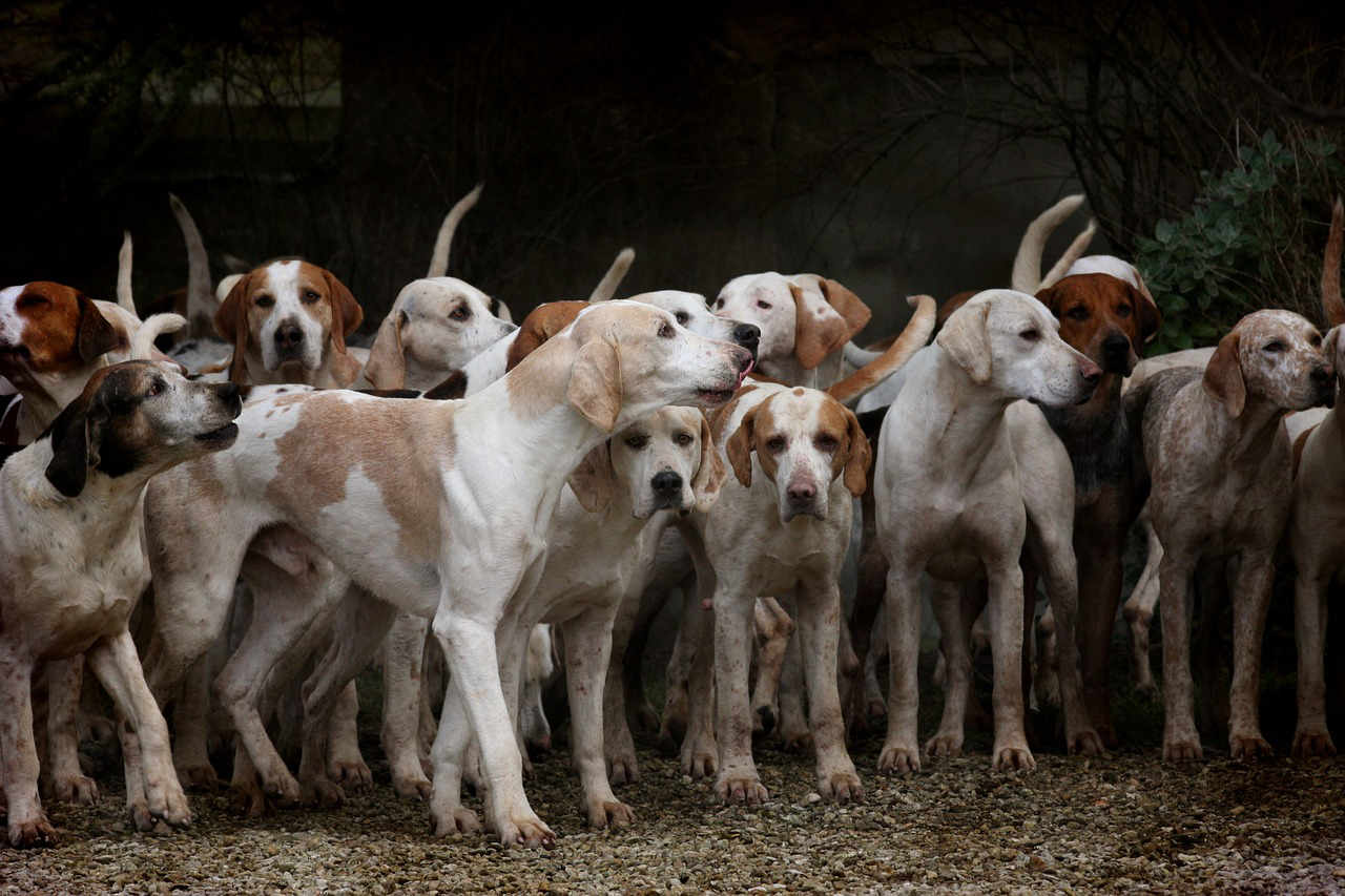 Aumentano i furti di cani!