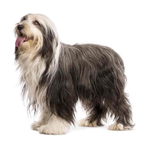 Bearded Collie