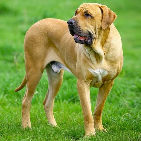 Fila Brasileiro