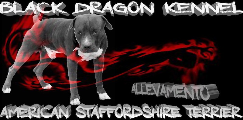 Di casa black dragon