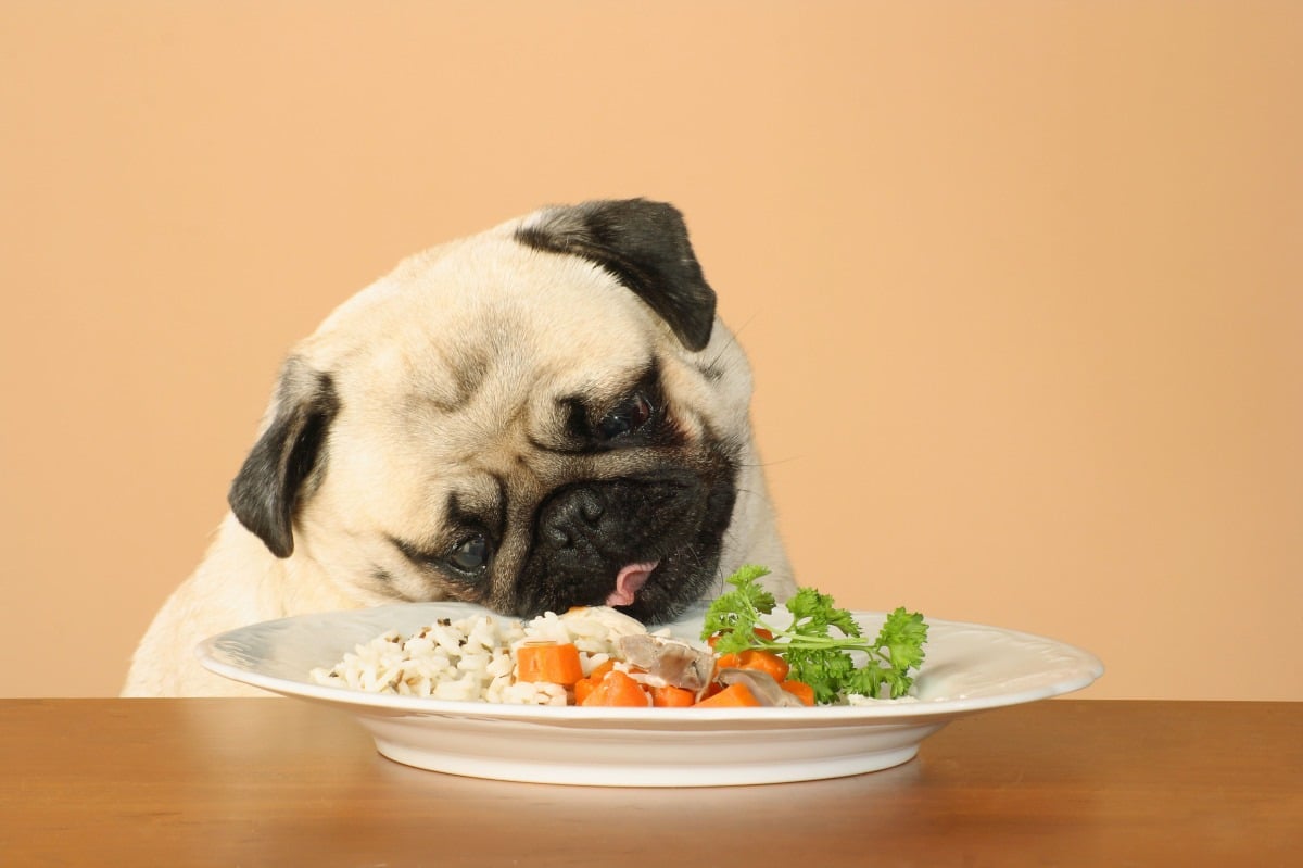 Come riconoscere le intolleranze alimentari del cane