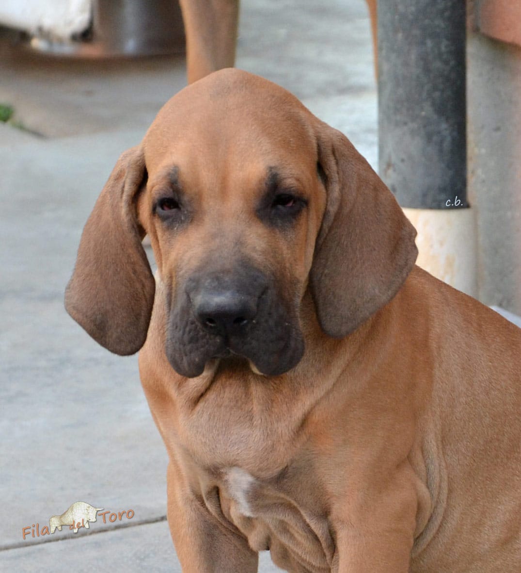 il Fila Brasileiro