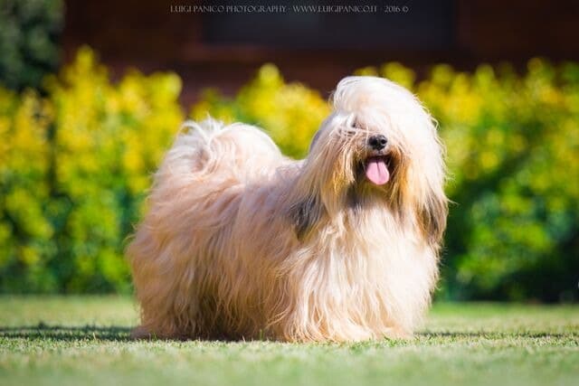 il Bichon Havanais