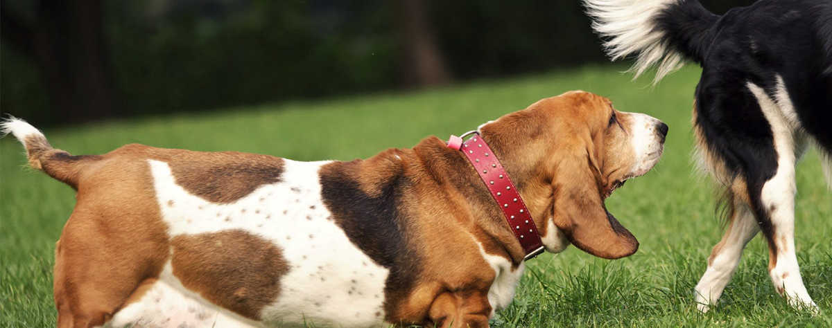 Perchè il cane annusa i genitali degli altri cani? e le mie parti intime?