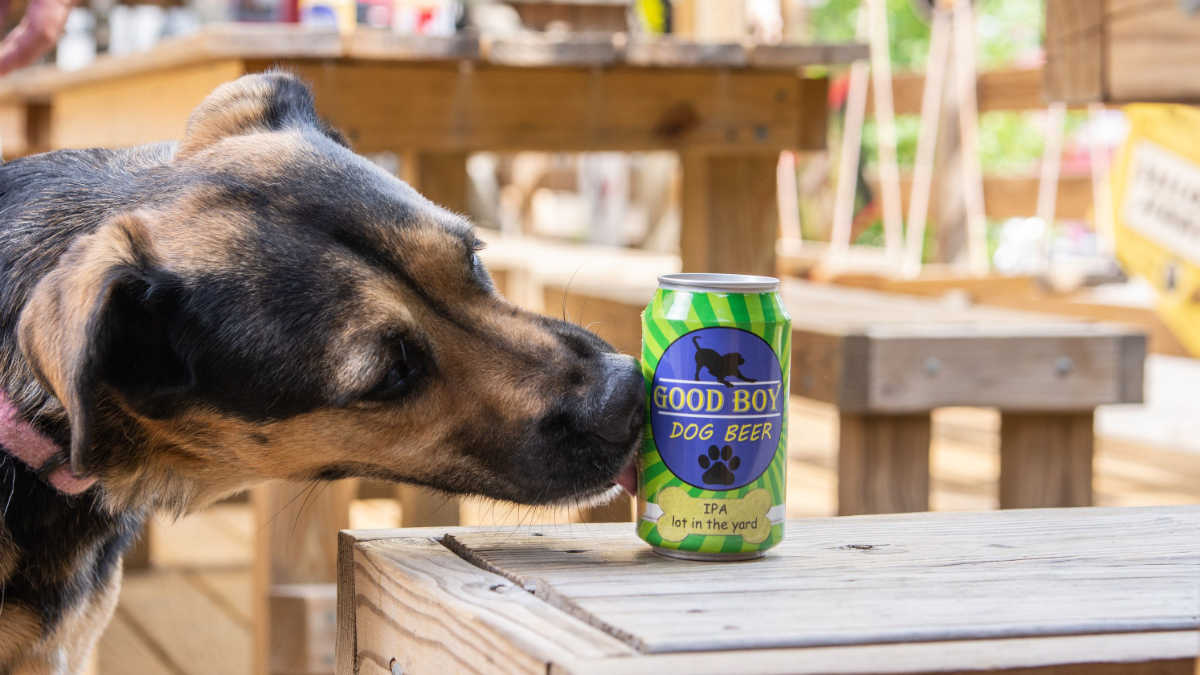 Birra per cani: li aiuta a digerire!