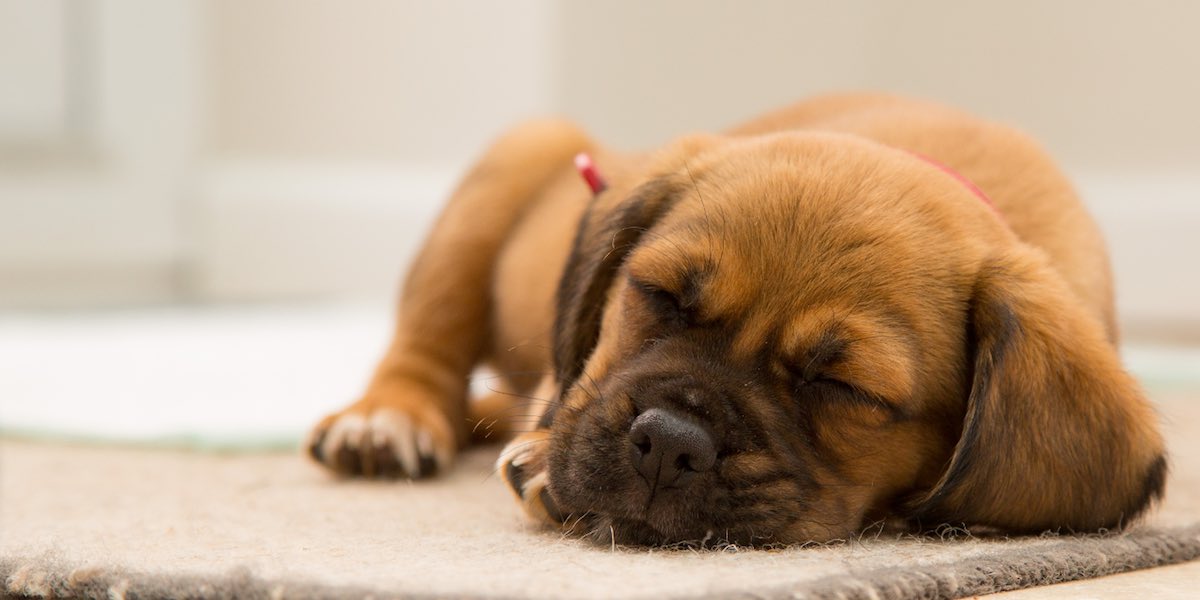 Sai perchè il cane gira su se stesso prima di mettersi a dormire?