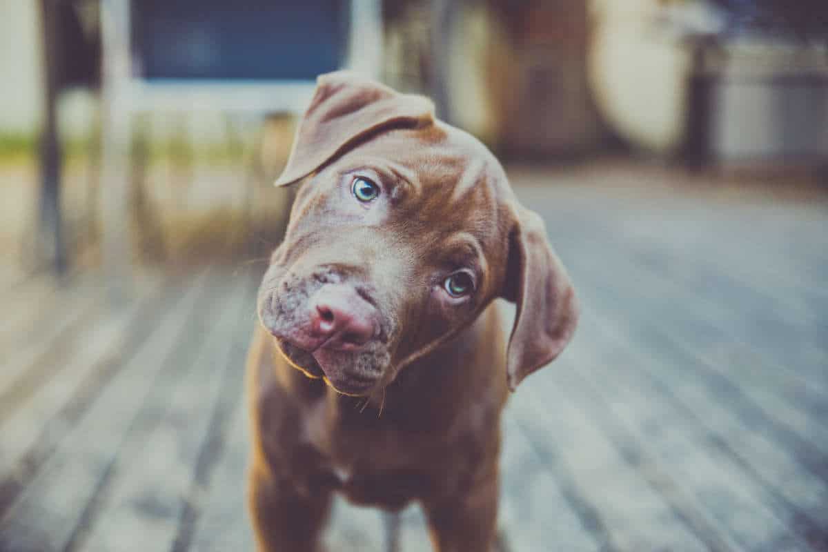 Perchè il mio cane inclina la testa quando gli parlo?